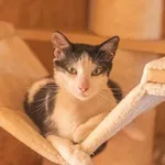 Kot do adopcji, Świdnica, 11 marca 2025