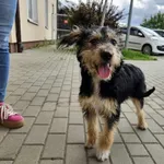 Pies do adopcji, Świdnica, 9 czerwca 2025