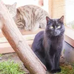 Kot do adopcji, Świdnica, 24 sierpnia 2024