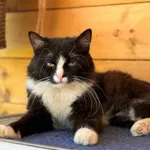 Kot do adopcji, Świdnica, 16 maja 2025