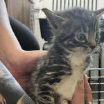 Znaleziono kota, Toruń, 10 lipca 2025