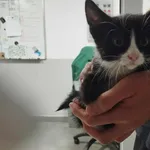 Znaleziono kota, Toruń, 10 lipca 2025