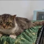 Znaleziono kota, Grudziądz, 11 lipca 2025