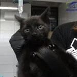 Znaleziono kota, Szczecin, 12 lipca 2025