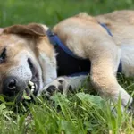 Pies do adopcji, Kraków, 27 czerwca 2025