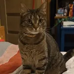 Zaginęła bura kotka w okolicach pomiędzy Jankowice a Zakrzówek Szlachecki