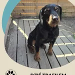 Znaleziono psa, Dąbrówka, 9 lipca 2025