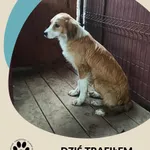 Znaleziono psa, Dąbrówka, 11 lipca 2025