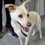 Znaleziono psa, Lublin, 12 lipca 2025