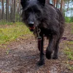 Pies do adopcji, Włocławek, 16 maja 2025