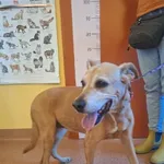 Suczka znaleziona w Zalasewie