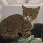 Znaleziono kota, Toruń, 12 lipca 2025