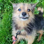 Pies do adopcji, Włocławek, 12 lipca 2025