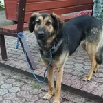 Znaleziono psa, Toruń, 13 lipca 2025