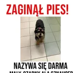 Zaginął pies, Ponikwa, 14 lipca 2025