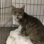 Znaleziono kota, Toruń, 12 lipca 2025