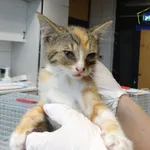 Znaleziono kota, Szczecin, 13 lipca 2025