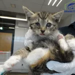 Znaleziono kota, Szczecin, 13 lipca 2025