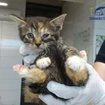 Znaleziono kota, Szczecin, 13 lipca 2025