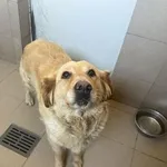 Pies do adopcji, Kraków, 29 czerwca 2025