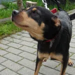 PIES PRZYWIEZIONY Z INTERWENCJI 14-07-2025