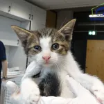 Znaleziono kota, Szczecin, 13 lipca 2025