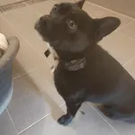 Znaleziono psa, Olsztyn, 12 lipca 2025