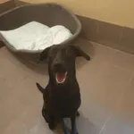 Znaleziono psa, Olsztyn, 13 lipca 2025