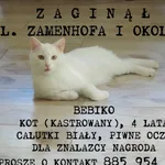 Zaginął kot, Toruń, 14 lipca 2025