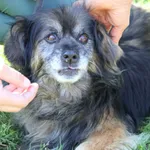 Pies do adopcji, Bełchatów, 6 września 2024