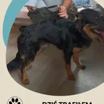 Znaleziono psa, Dąbrówka, 12 lipca 2025