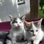 Zoja, Złotka, Zulka i Zyta