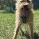 Pies do adopcji, Kraków, 30 czerwca 2025