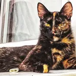 Zaginął kot, Zamość, 15 lipca 2025