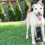 Pies do adopcji, Bełchatów, 21 września 2019