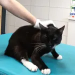 Znaleziono kota, Szczecin, 15 lipca 2025