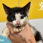 Kot do adopcji, Starogard Gdański, 15 lipca 2025