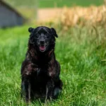 Pies do adopcji, Racławice, 10 lipca 2025