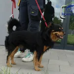 Znaleziono psa, Szczecin, 16 lipca 2025