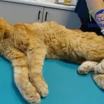 Znaleziono kota, Szczecin, 16 lipca 2025