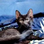 Kot do adopcji, Piła, 2 czerwca 2025