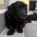 Znaleziono psa, Gdańsk, 16 lipca 2025