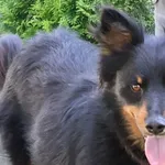 Pies do adopcji, Bełchatów, 26 lutego 2025