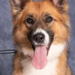 Pies do adopcji, Gdańsk, 20 czerwca 2025