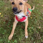 Pies do adopcji, Tychy, 21 czerwca 2025