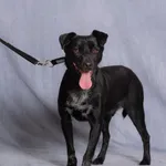 Pies do adopcji, Gdańsk, 15 lipca 2025