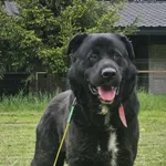 Sandwicz mix Labrador