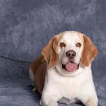 Pies do adopcji, Gdańsk, 16 lipca 2025