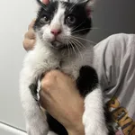 Kocurek poz. 25/413/K