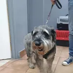 Znaleziono psa, Sosnowiec, 16 lipca 2025